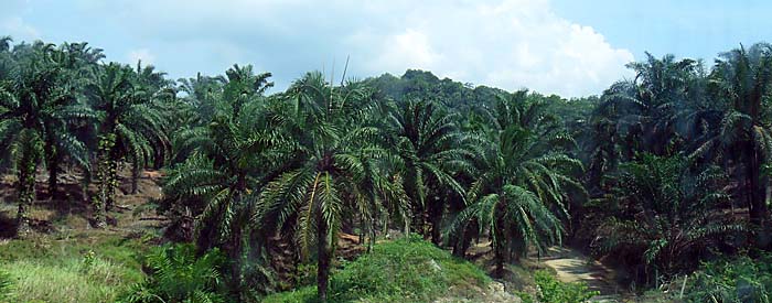 Palm Oil Plantation in Malaysia